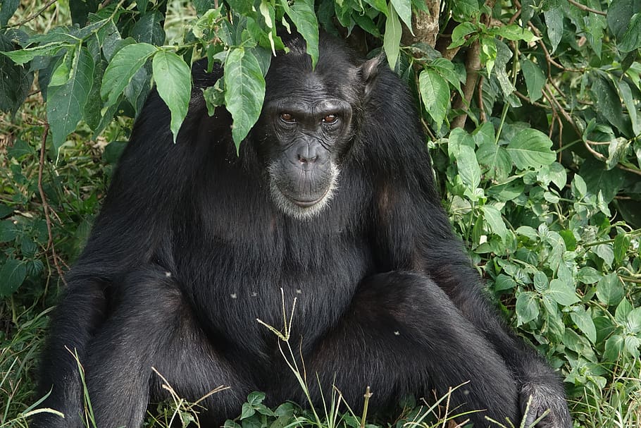 mamífero, primate, naturaleza, vida silvestre, chimpancé, Uganda, África, temas de animales, primates, animal