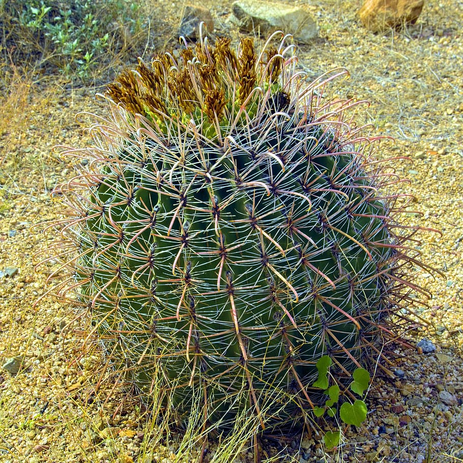 fishhook barrel cactus, barrel, fishhook, cactus, plant, desert, garden, cacti, nature, arizona