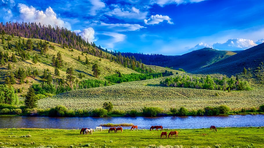 wyoming, america, landscape, scenic, mountains, horses, meadow, river, field, forest