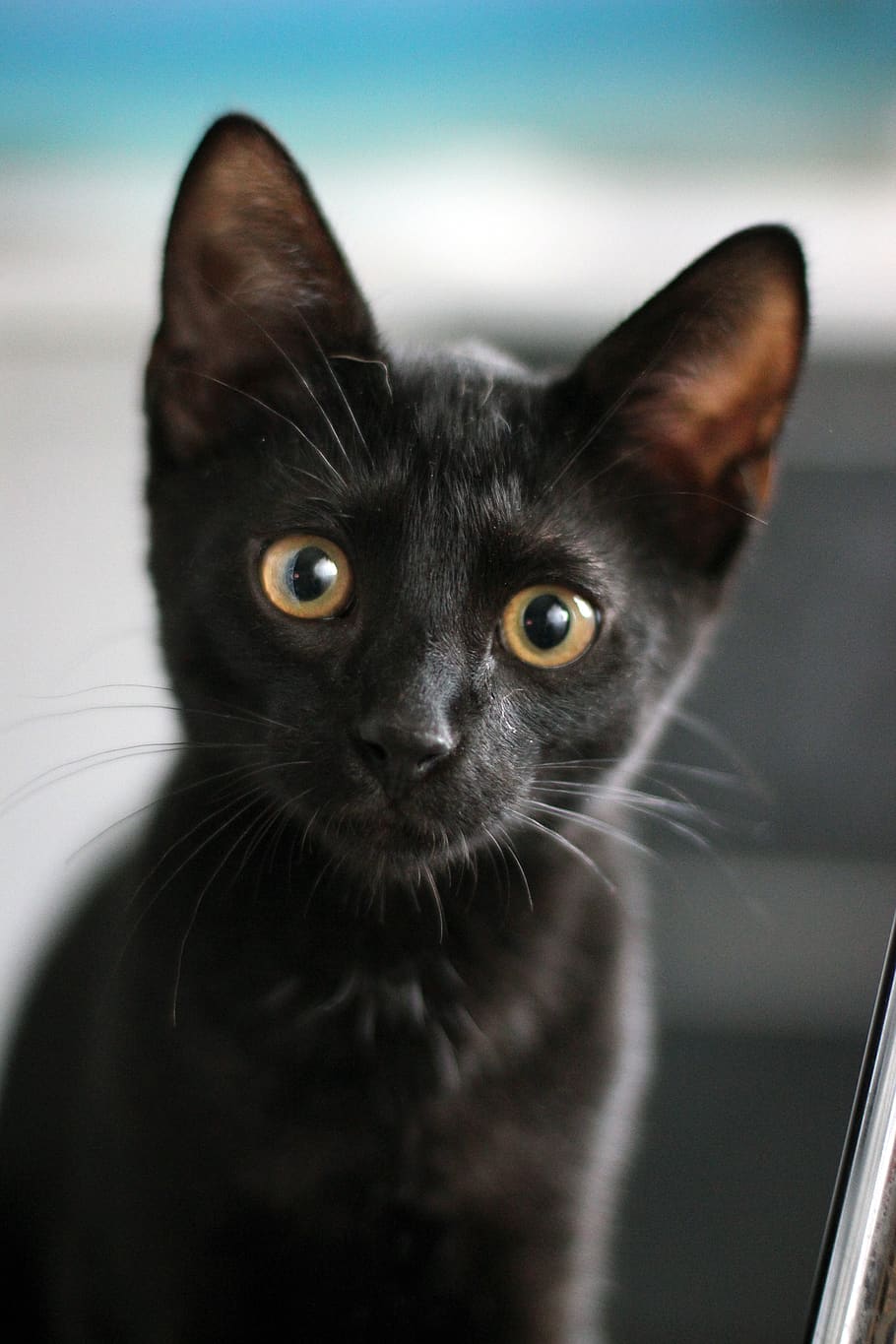 kucing hitam, anak kucing hitam, hewan, kucing, kucing penasaran, mata, hewan peliharaan, penasaran, anak kucing, kecil