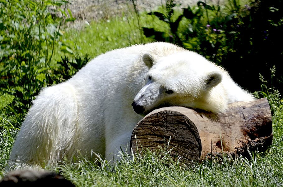 beruang kutub, tidur, hewan, putih, beruang, istirahat, predator, ursus maritimus, mengantuk, jenis predator