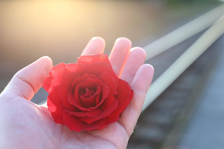 stop youth suicide, railway, red rose in hand, with love, sun rays, remembering all victims, of suicide on rail, condolence, humble, loving memory