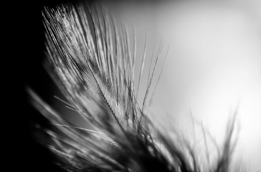 feather, black and white, still, peaceful, still life, nature, crop, cereal plant, close-up, plant