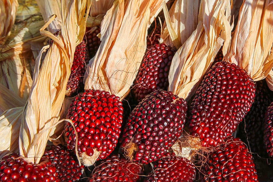 maíz rojo, kukuruz, cosecha, otoño, puesto en el mercado, Comida y bebida, comida, rojo, frescura, alimentación saludable
