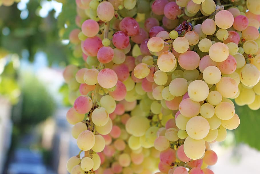 grapes, fruit, vine, winegrowing, grapevine, sweet, fruits, vitamins, delicious, table grapes