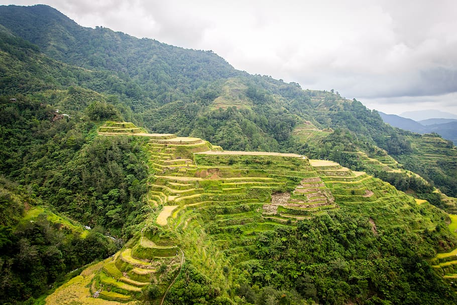 filipinas, terraços de arroz, banaue, paisagens - natureza, beleza natural, planta, nuvem - céu, cor verde, montanha, árvore