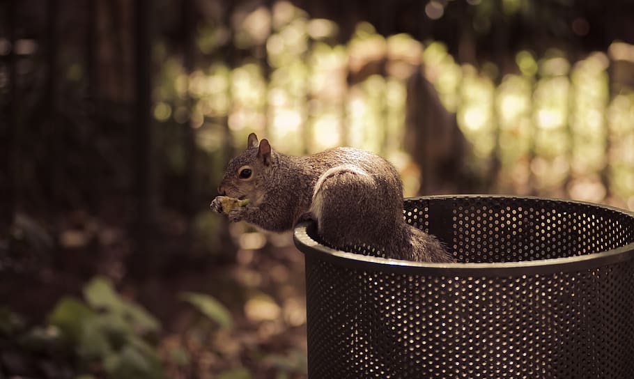 squirrel, dustbin, scavenging, park, outdoors, eating, foraging, animal themes, one animal, animal