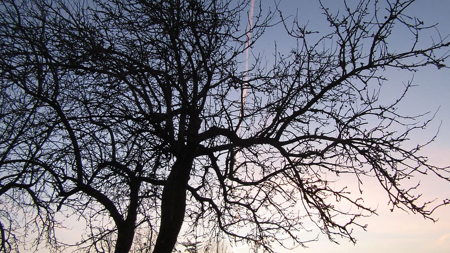 tree, sunset, sky, beautifull, branch, plant, low angle view, bare tree, silhouette, nature