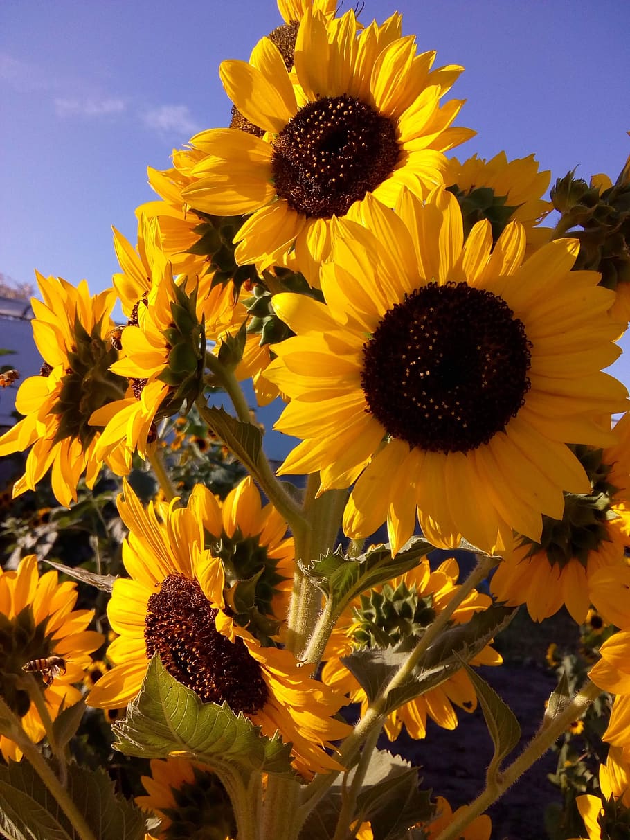 bunga matahari, bab, bunga, kuning, tanaman, minyak, taman, tanaman berbunga, kepala bunga, kesegaran
