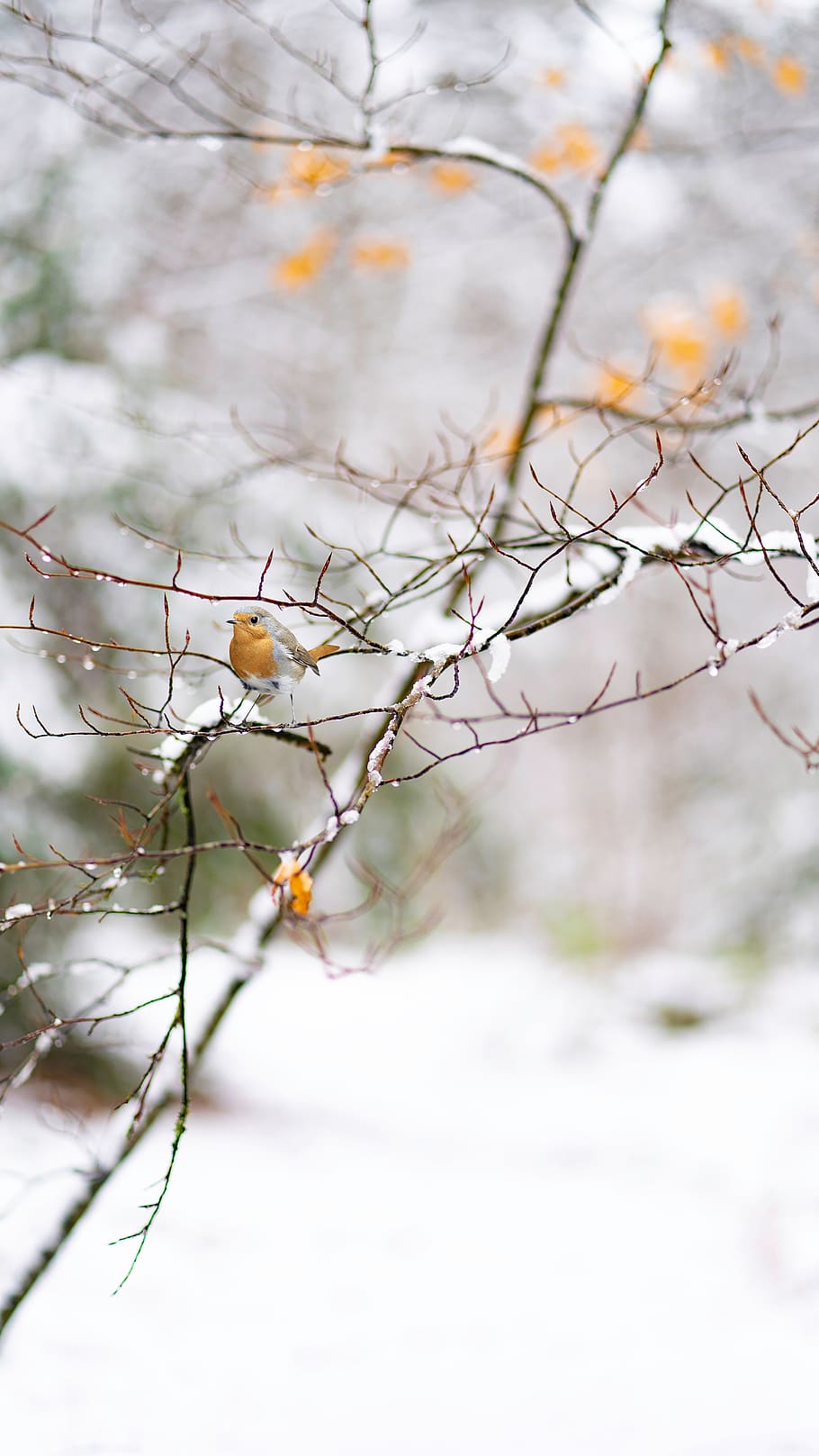 snow, winter, robin, nature, cold, outdoors, wintry, tree, plant, focus on foreground