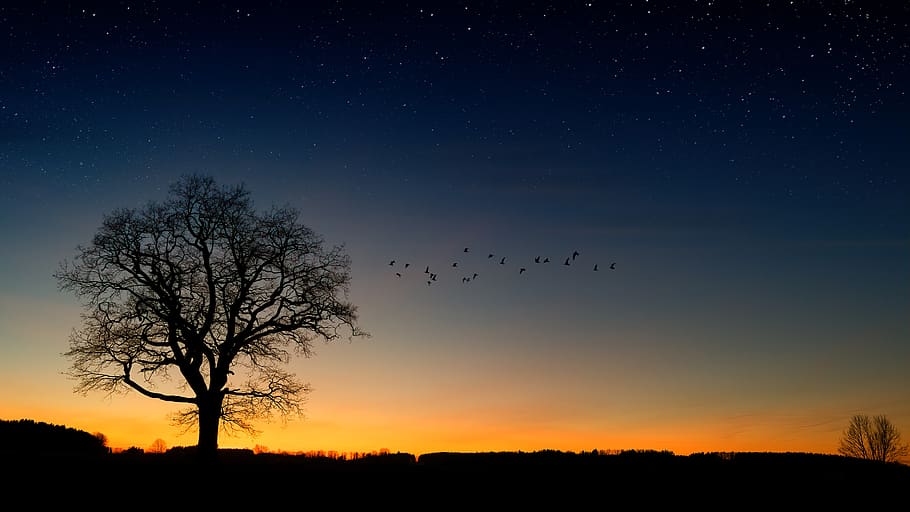 árbol, cielo nocturno, pájaros, estrella, estado de ánimo, naturaleza, abendstimmung, atmósfera, oscuridad, romántico