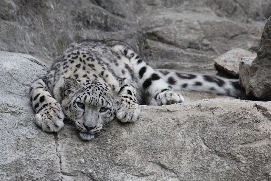 snow leopard, leopard, predator, big cat, zoo, snow leopards, animal, mammal, animal themes, animal wildlife