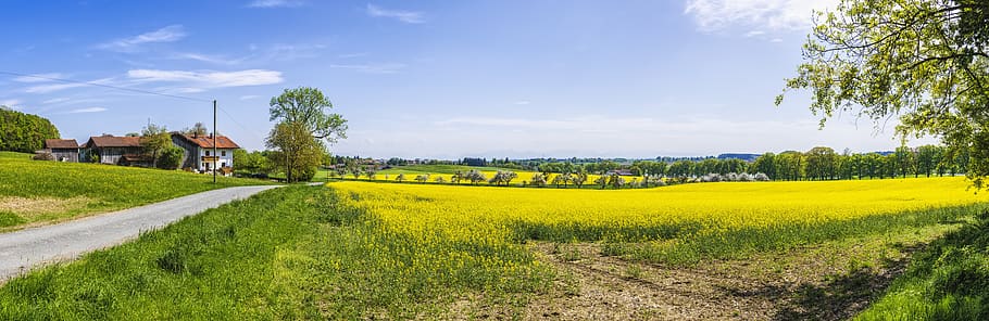 panorama, oilseed rape, field, yellow, nature, landscape, field of rapeseeds, spring, sky, blue