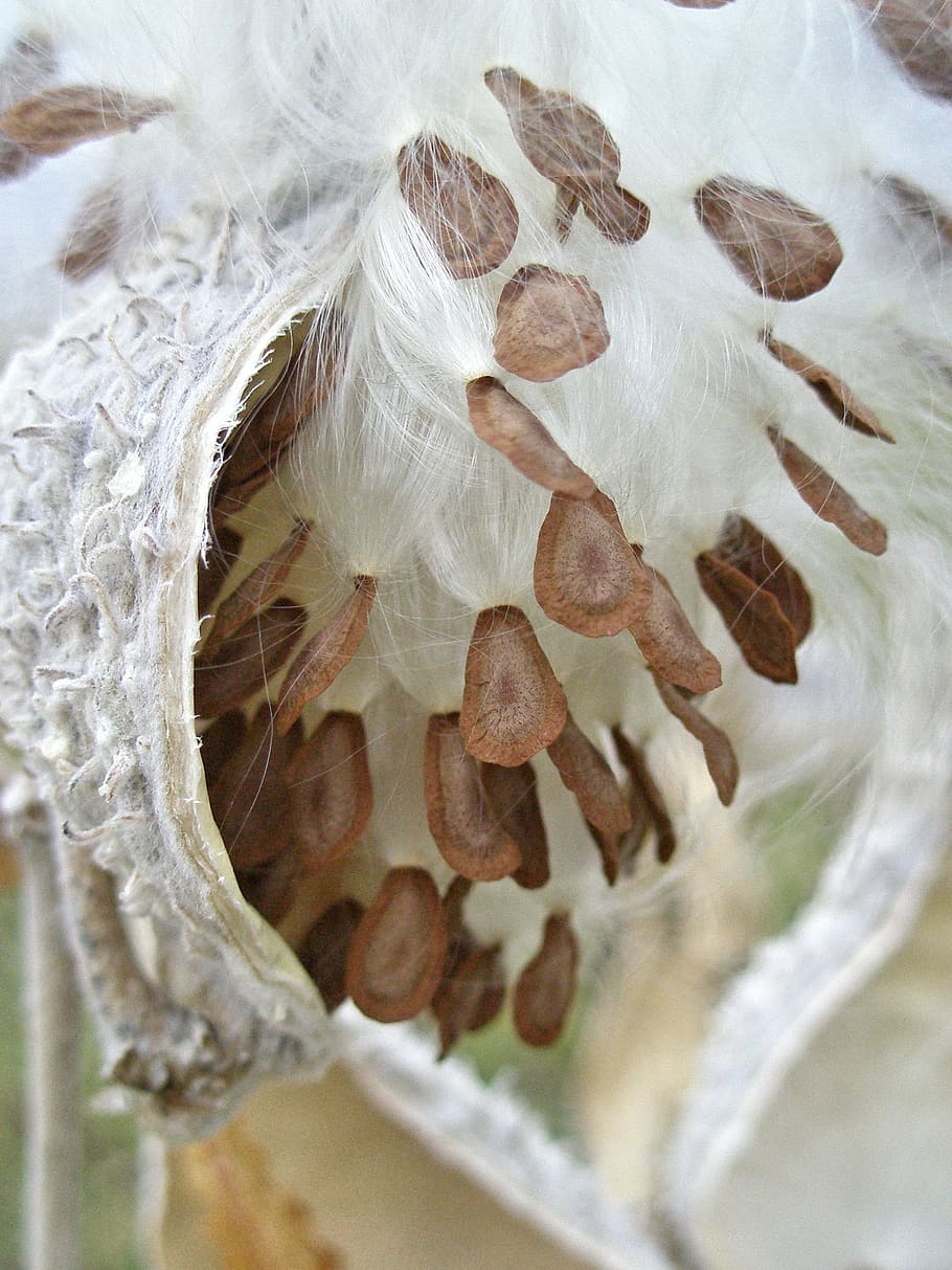 biji milkweed, dengan senang hati, datang, retak, polong, polong milkweed, milkweed, polong biji, biji, sutra