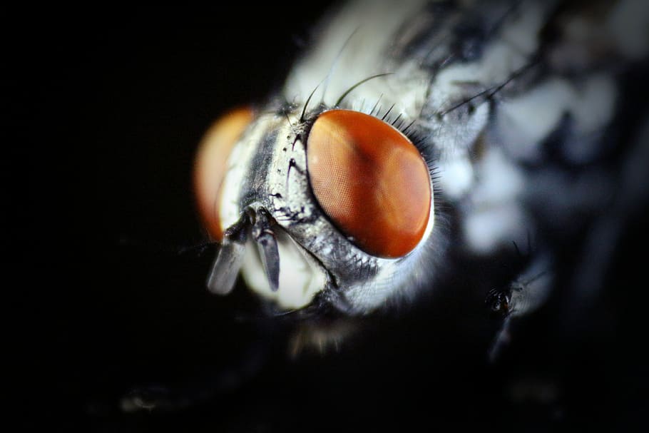 macro ojo de mosca, animalesNaturaleza, insecto, insectos, macro, Primer plano, ojo, parte del cuerpo animal, primer plano extremo, animal