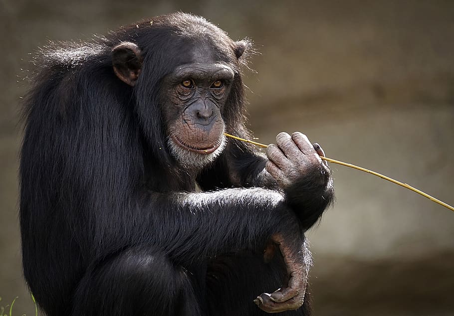 chimpanzee, monkey, ape, mammal, zoo, primates, portrait, creature, zoo animal, animal world