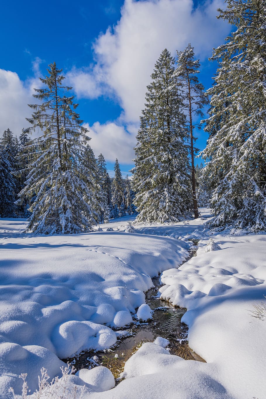 snow, winter, cold, ice, nature, black forest, water, beautiful, frost, frosted