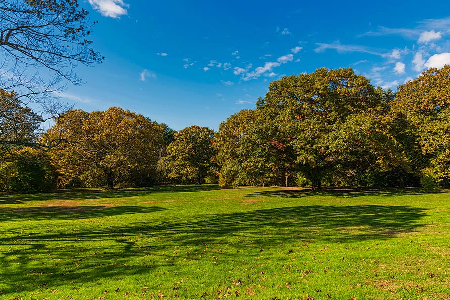 landscape, trees, grass, sky, nature, early fall, tree, plant, green color, tranquility