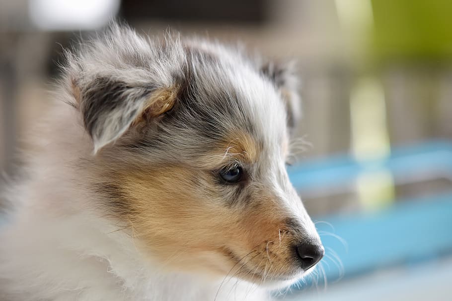dog, shetland sheepdog, puppy, portrait puppy profile, young bitch princess blue, animal, canine, cute, adorable, tenderness