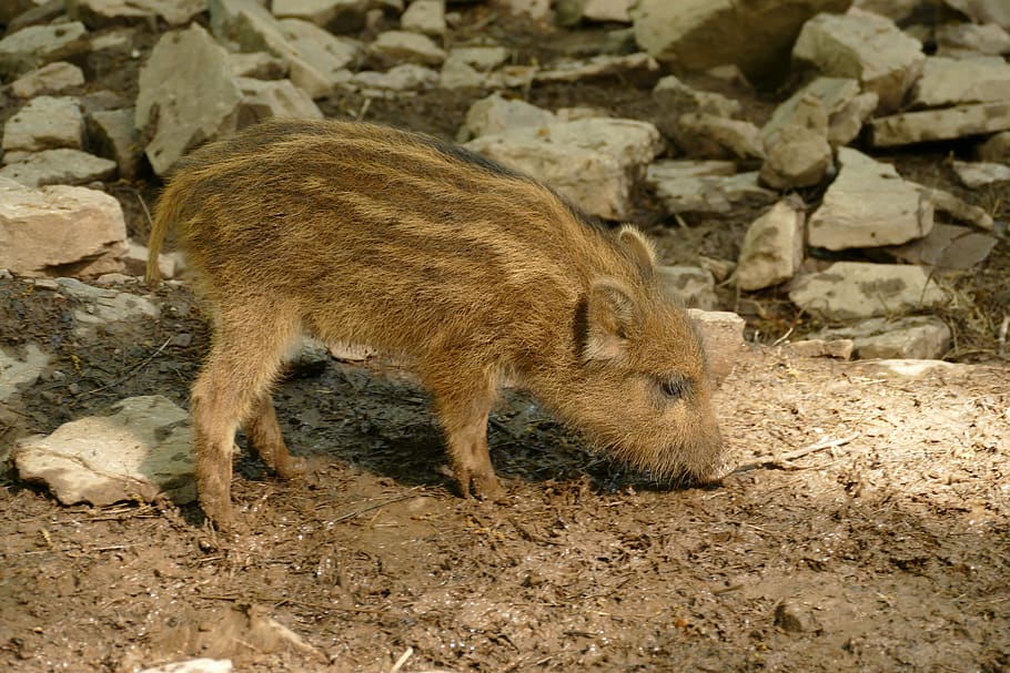 hog, sus scrofa, ever, wild boar, young, big, wild, fauna, mammal, nature