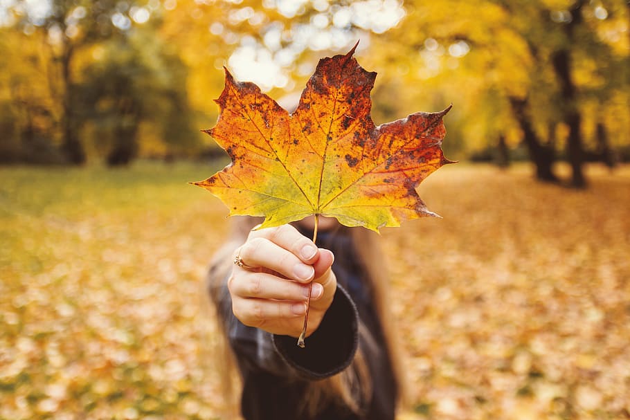 girl, hand, holding, leaf, autumn, plant part, human hand, human body part, nature, change