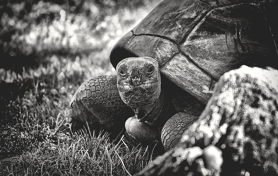 giant tortoise, animal, panzer, reptile, turtle, tortoise, armored, tortoise shell, creature, nature