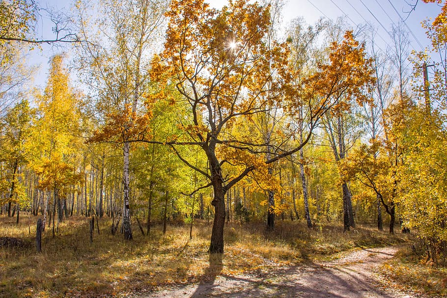 ensolarado, floresta de outono, floresta, carvalho, amarelo, folhas, suportes, fundo, estrada, azul
