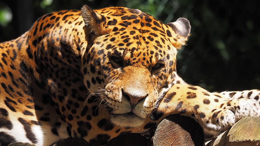 animals, feline, jaguar, portrait, rest, animal, animal themes, big cat, animal wildlife, mammal