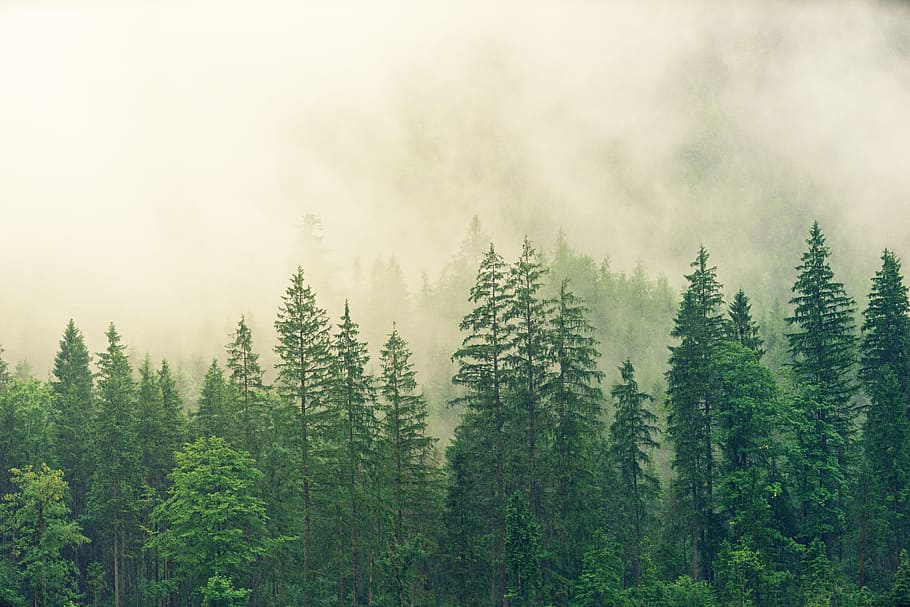 туманный, утро, лес, зеленый, гора, природа, высокий, дождь, облака, вид