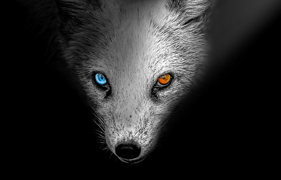 arctic fox, animal, arctic, fox, winter, nature, wild, cute, white, decorative