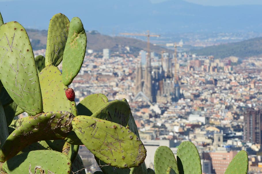 barcelona landscape cactus europe