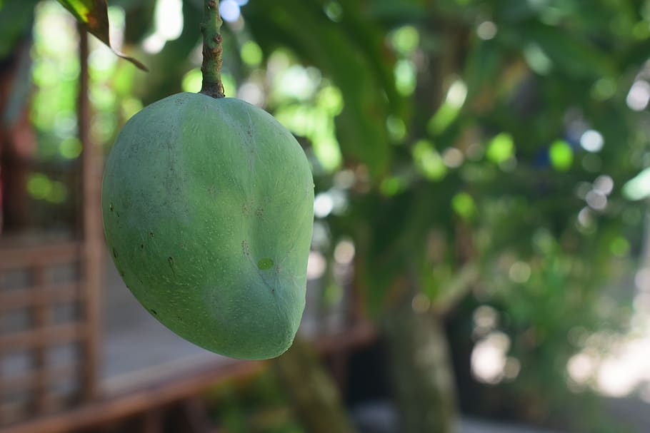mango, leaf, green, fruit, leaves, natural, plant, healthy, organic, tree
