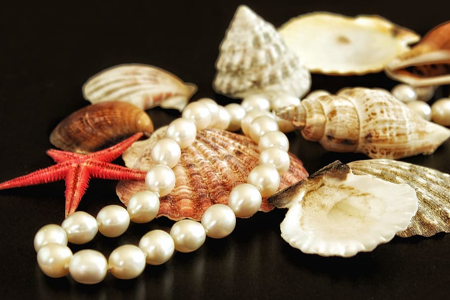 cuentas, collar de perlas, joyas, mejillones, joyero, mujer, decorar, noble, elegante, accesorios