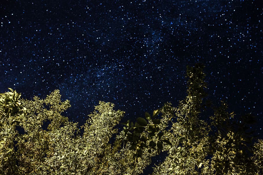 trees, starry sky, nature, sky, outdoors, night, stars, starry, nighttime, astronomy