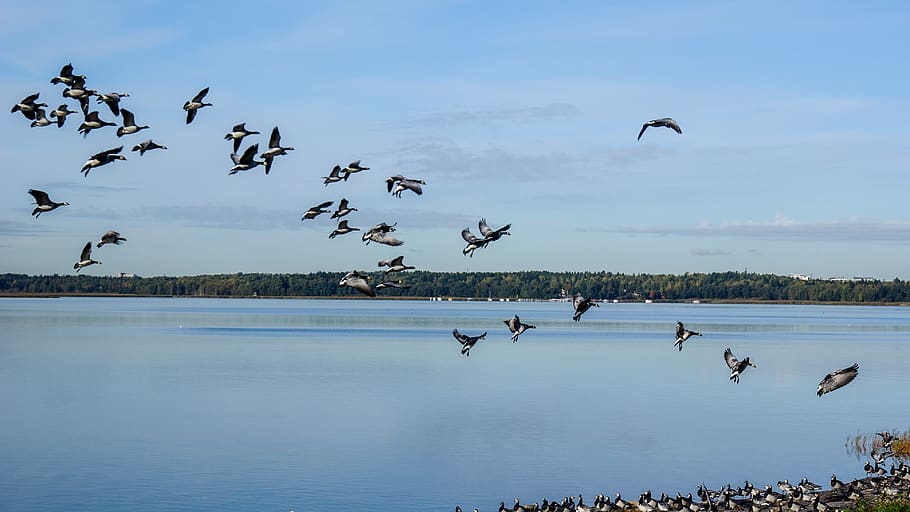 geese, flying, the birds, sky, nature, waterfowl, a flock of birds, migration, goose, loft
