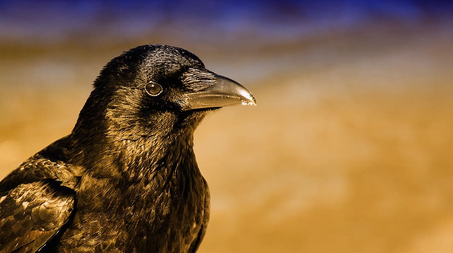 common raven, raven, raven bird, crow, animal, nature, feather, black, plumage, bird