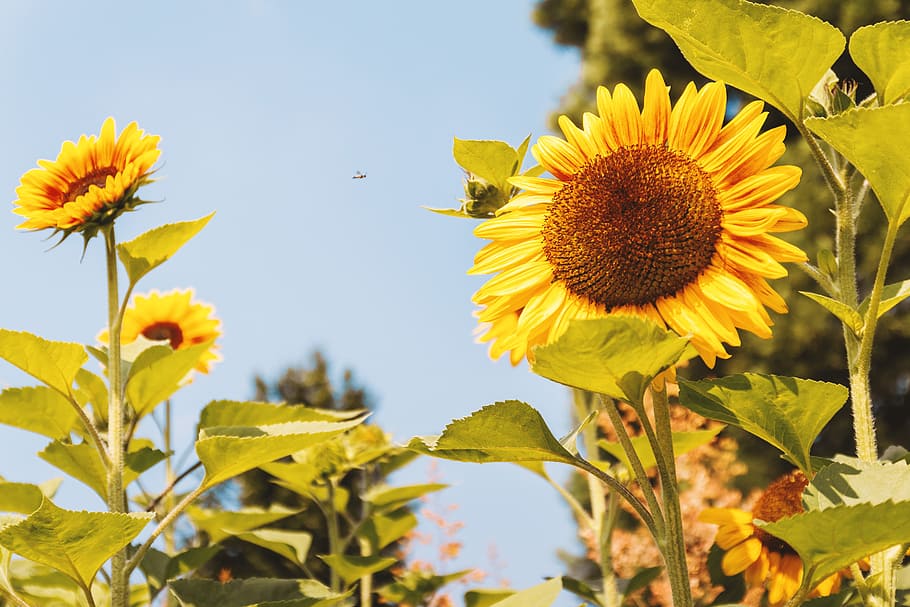 taman, bunga matahari, musim panas., detail, bunga, tanaman berbunga, tanaman, pertumbuhan, kesegaran, kuning