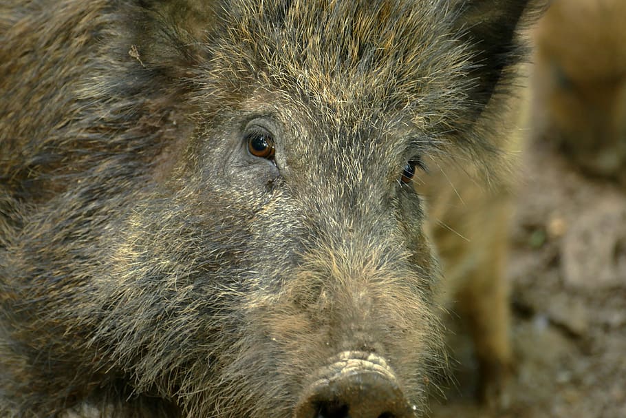 hog, sus scrofa, ever, wild boar, wild, fauna, mammal, nature, pig, scratch