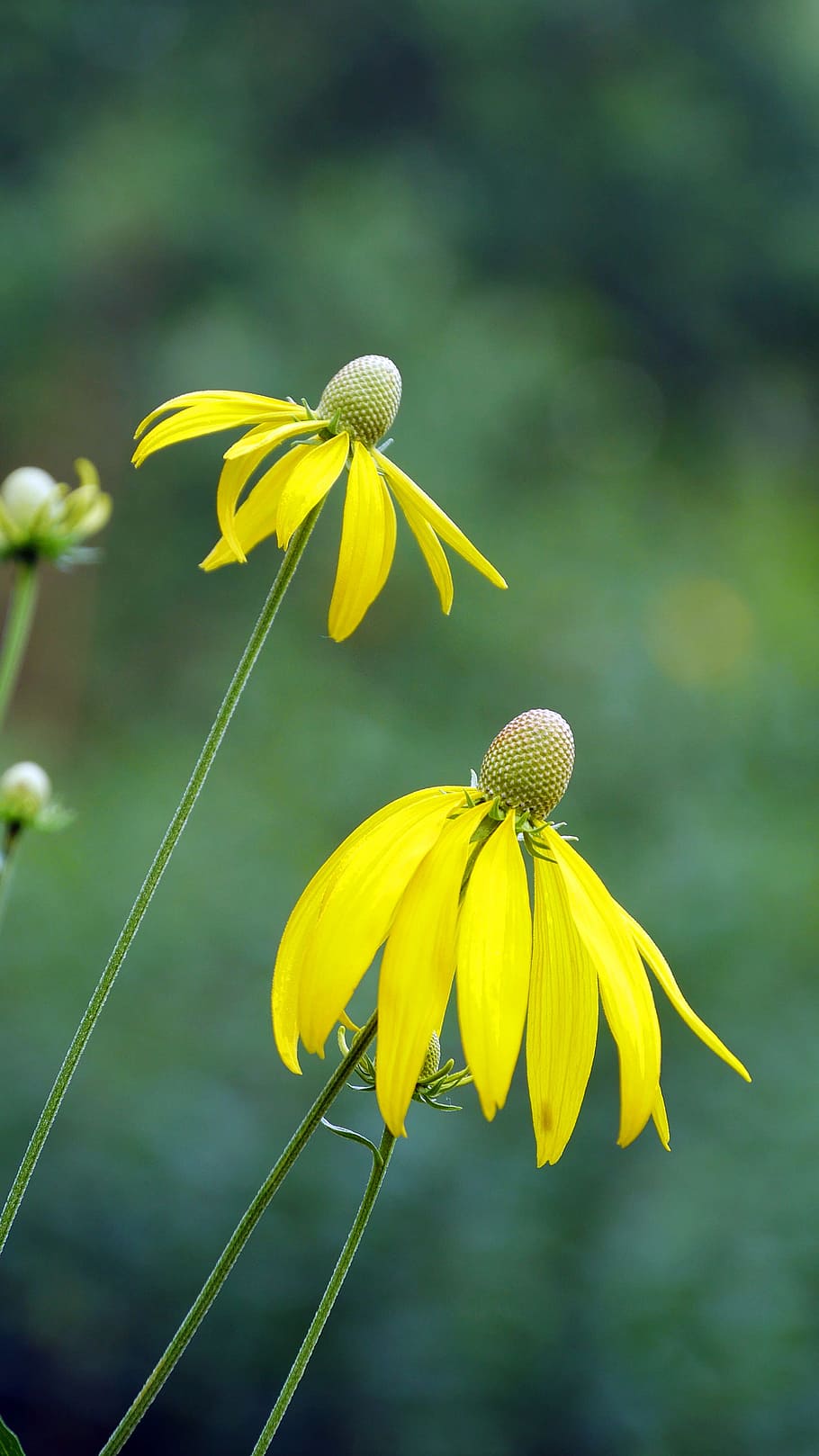 two, yellow, prairie coneflowers, coneflowers., coneflower, meadow, prairie flower, yellow flower, perennial, flower