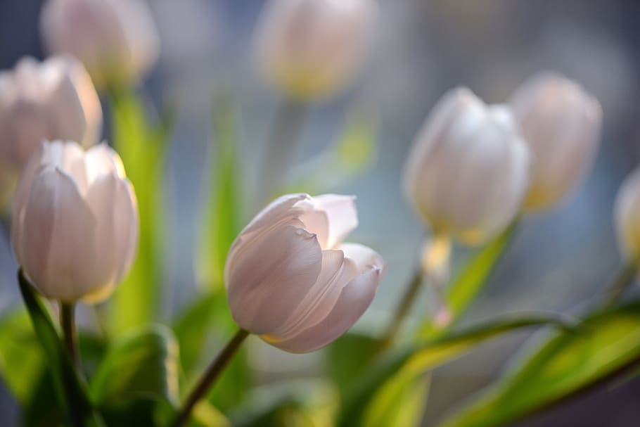 tulips, flowers, spring, flora, schnittblume, tender, close up, floral greeting, flower, plant