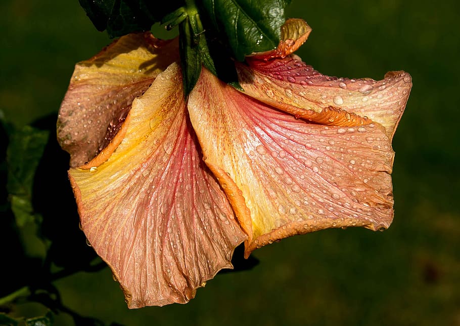 hibiscus, flower, rain, wet, drooping, orange, gold, blossom, petals, close-up