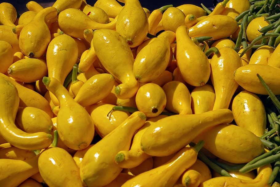 abóbora amarela, amarelo, crookneck, colorido, colheita, cor, abóbora, legumes, comida, agricultura