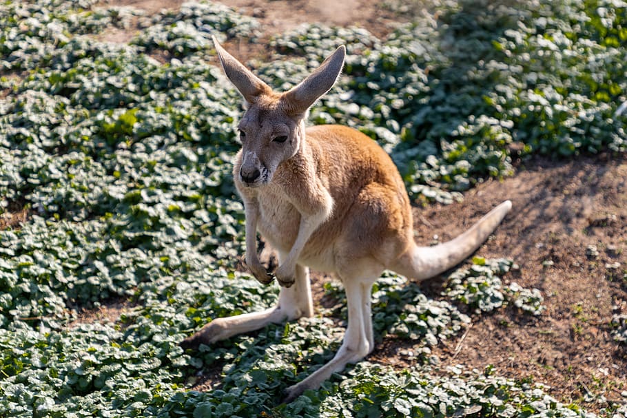 kangaroo, young, animal, mammal, wild, marsupial, cute, joey, aussie, jump