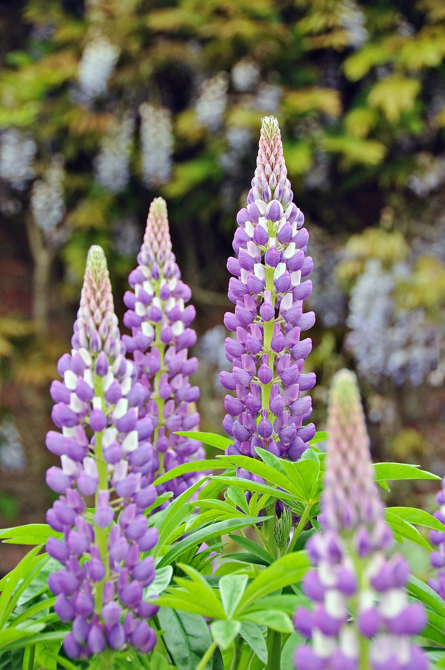 púrpura, flor morada, violeta, lavanda, flor, flores, jardín, planta  floreciendo, planta, fragilidad | Pxfuel