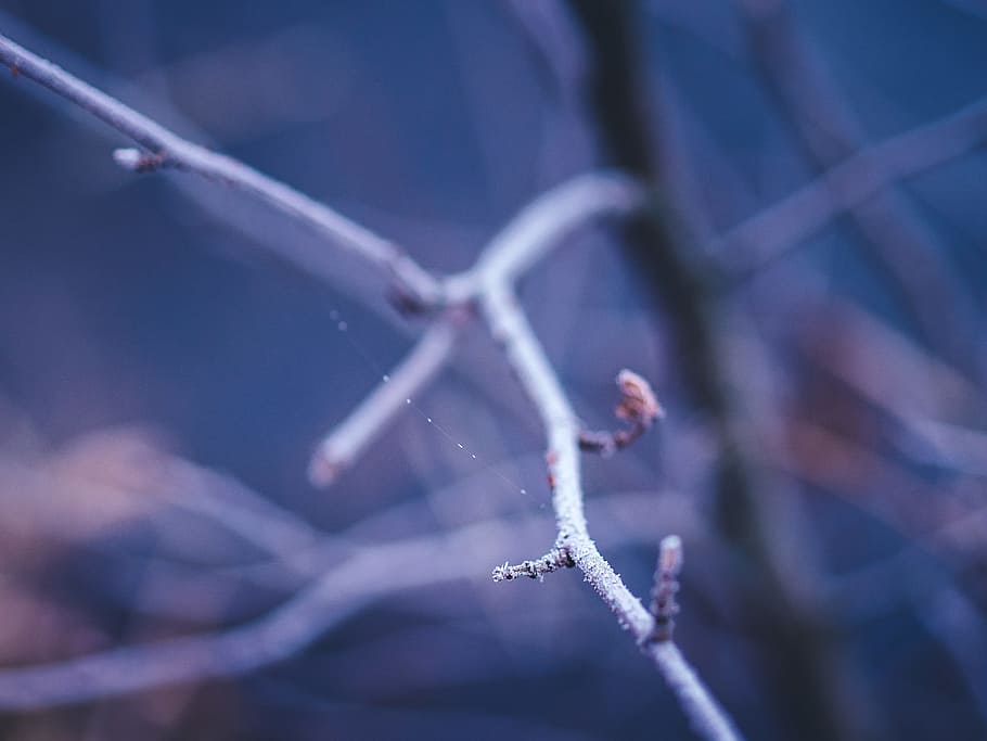 frost, cold, winter, trees, branches, nature, cold temperature, focus on foreground, close-up, ice