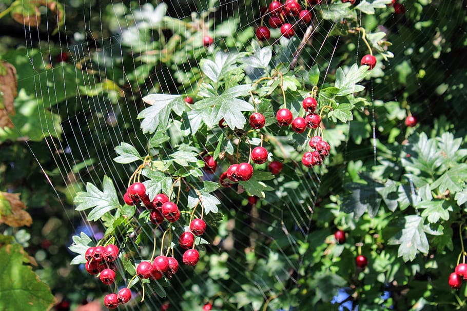 spider web, hawthorn, meidoorn bessen, berry, red, network, leaves, green, plant, beauty in nature