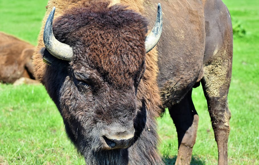 bisonte, búfalo, chifres, bisonte americano, selvagem, gado, carne de bovino, cabeça de bisonte, maciço, natureza