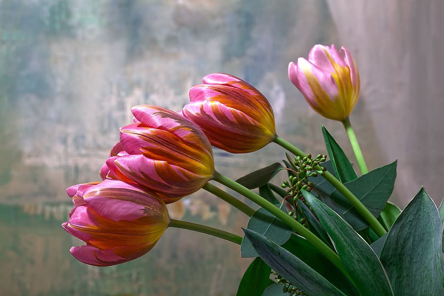 tulip, lilies, spring, nature, flower, schnittblume, blossom, bloom, plant, flora