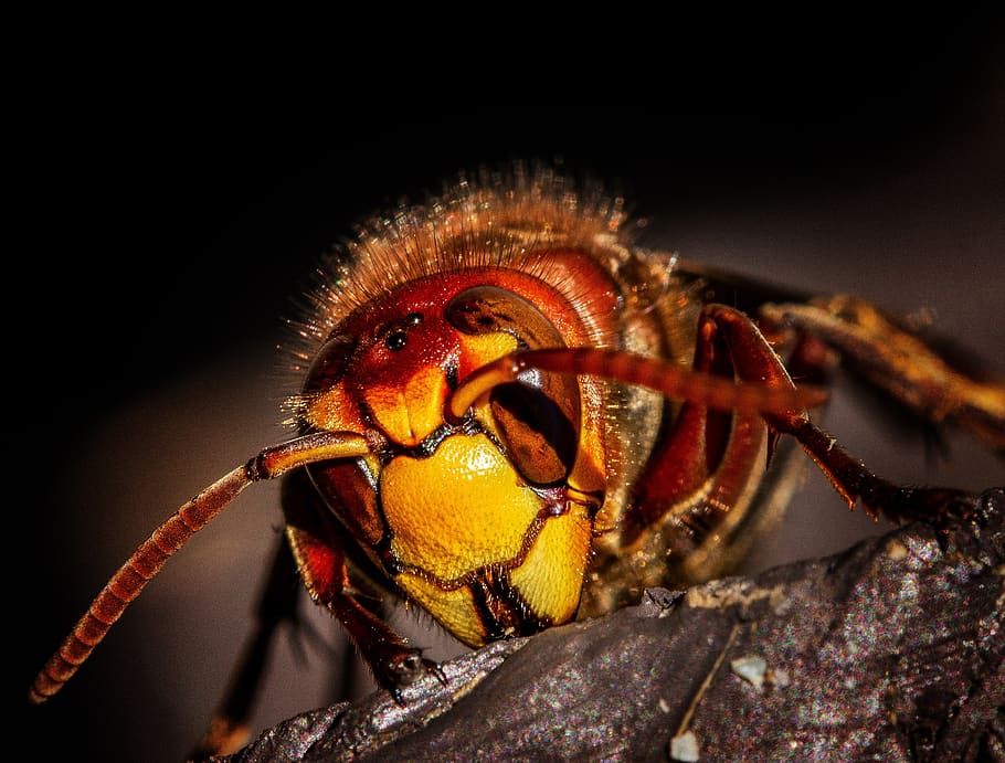 hornet, hornets, wasps, wasp, insect, nature, macro, animal, animal world, close up