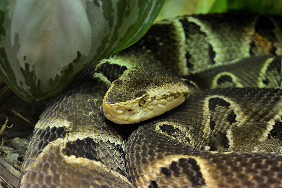 reptile, snake, boa, constrictor, animal, head, camouflage, viper, python, exotic